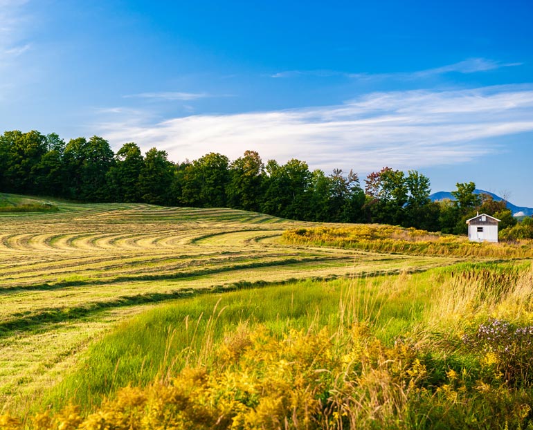New England pastureland with timber in background